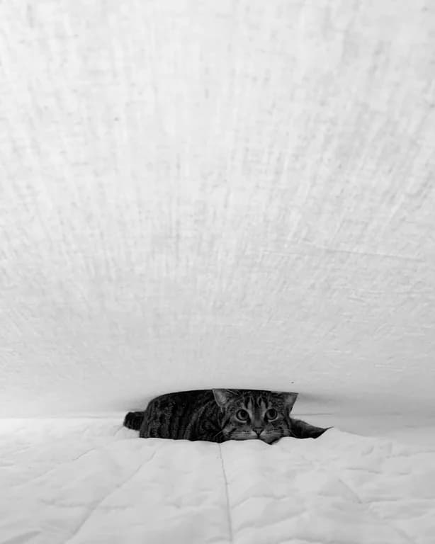 Cat between mattress and blanket example from the Real Photos That Look AI-Generated guide