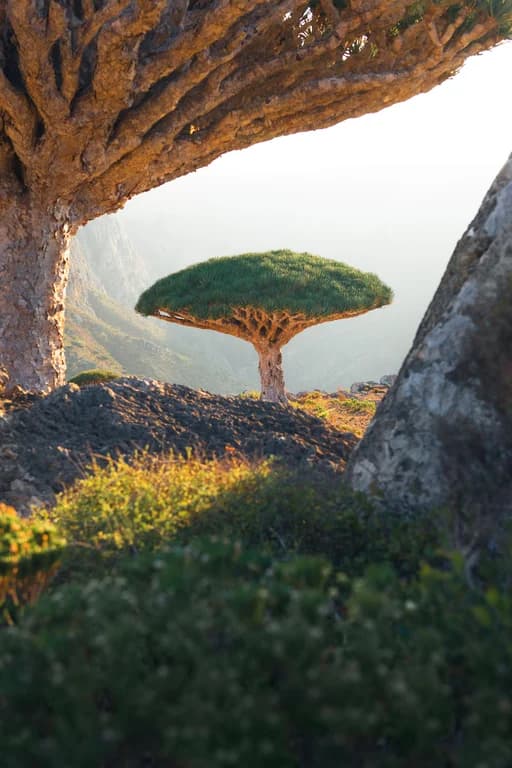 Dragon Blood trees in Socotra, Yemen example from the Real Photos That Look AI-Generated guide