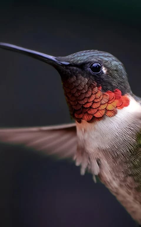 Hummingbird in flight example from the Real Photos That Look AI-Generated guide