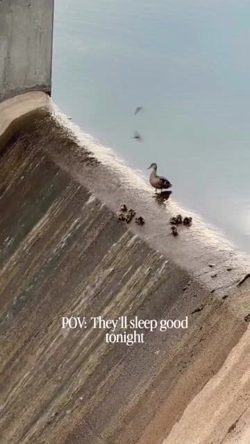 Can ducklings move like this? Seen on Instagram example from the How to Spot AI-Generated Videos guide
